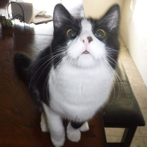 Meet your Posher, Aurora